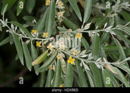 Öl-Weide, Elaeagnus Angustifolia, Schmalblättrige Ölweide, Elaeagnus Angustifolius, Ölweiden, russische Olive Stockfoto