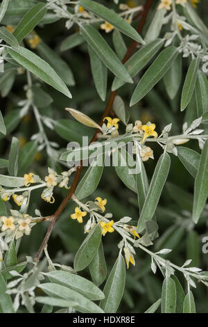 Öl-Weide, Elaeagnus Angustifolia, Schmalblättrige Ölweide, Elaeagnus Angustifolius, Ölweiden, russische Olive Stockfoto