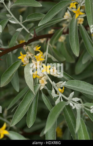 Öl-Weide, Elaeagnus Angustifolia, Schmalblättrige Ölweide, Elaeagnus Angustifolius, Ölweiden, russische Olive Stockfoto