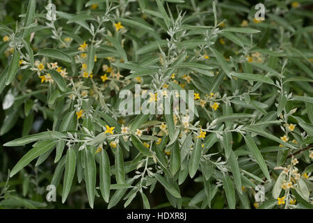 Öl-Weide, Elaeagnus Angustifolia, Schmalblättrige Ölweide, Elaeagnus Angustifolius, Ölweiden, russische Olive Stockfoto