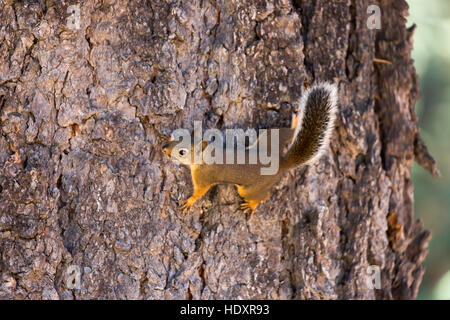 Amerikanisches Rotes Eichhörnchen (aka Chickaree Eichhörnchen oder Kiefer Eichhörnchen) - Tamiasciurus Hudsonicus Stockfoto