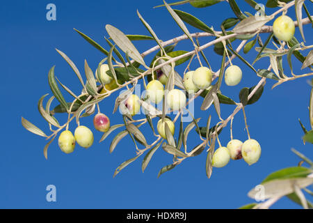 Olivenöl, Oliven, Früchte bin Baum, Ölbaum, Olea Europaea, Olivenbaum, Oliven-Baum Olive Stockfoto