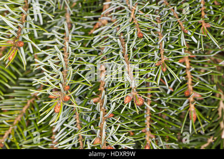 Omorika-Fichte, Serbische Fichte, Omorikafichte, Picea Omorika, Serbische Fichte Stockfoto