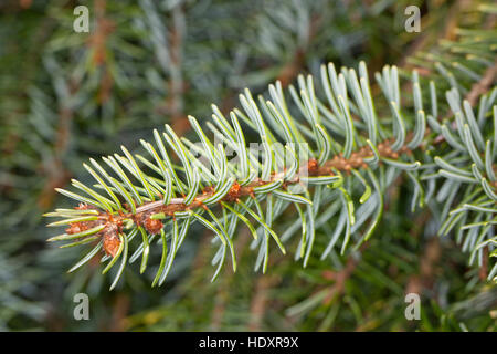 Omorika-Fichte, Serbische Fichte, Omorikafichte, Picea Omorika, Serbische Fichte Stockfoto