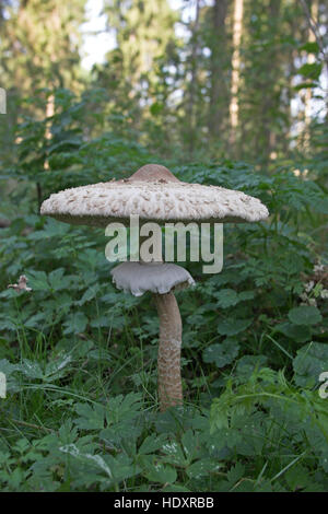 Sonnenschirm, Parasolpilz, Riesenschirmling, Riesen-Schirmling, Macrolepiota Procera, Lepiota Procera, Sonnenschirm Pilz Stockfoto