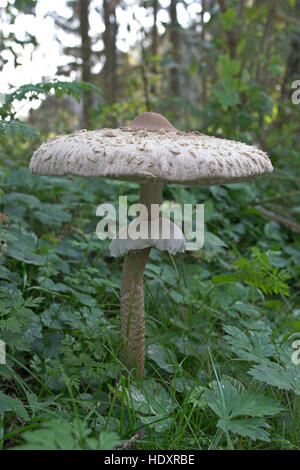 Sonnenschirm, Parasolpilz, Riesenschirmling, Riesen-Schirmling, Macrolepiota Procera, Lepiota Procera, Sonnenschirm Pilz Stockfoto