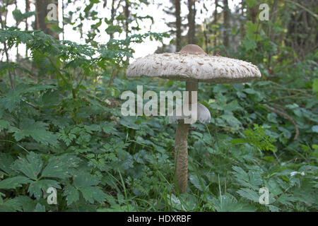 Sonnenschirm, Parasolpilz, Riesenschirmling, Riesen-Schirmling, Macrolepiota Procera, Lepiota Procera, Sonnenschirm Pilz Stockfoto