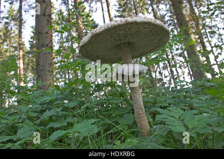 Sonnenschirm, Parasolpilz, Riesenschirmling, Riesen-Schirmling, Macrolepiota Procera, Lepiota Procera, Sonnenschirm Pilz Stockfoto