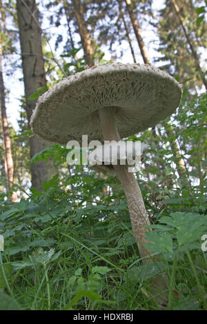 Sonnenschirm, Parasolpilz, Riesenschirmling, Riesen-Schirmling, Macrolepiota Procera, Lepiota Procera, Sonnenschirm Pilz Stockfoto