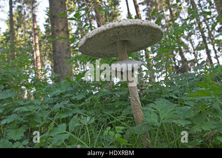 Sonnenschirm, Parasolpilz, Riesenschirmling, Riesen-Schirmling, Macrolepiota Procera, Lepiota Procera, Sonnenschirm Pilz Stockfoto