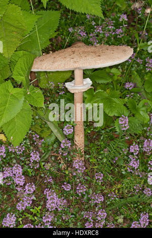 Sonnenschirm, Parasolpilz, Riesenschirmling, Riesen-Schirmling, Macrolepiota Procera, Lepiota Procera, Sonnenschirm Pilz Stockfoto