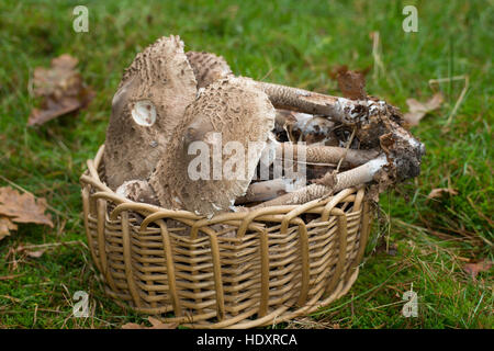 Sonnenschirm, Parasolpilz, Riesenschirmling, Riesen-Schirmling, Riesenschirmpilz, Pilzernte, Pilze im Korb, Macrolepiota Procera, Lepiota Procera, Sonnenschirm Stockfoto