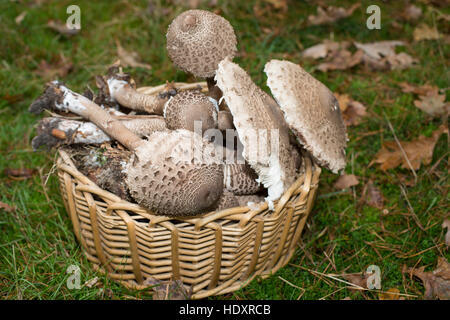 Sonnenschirm, Parasolpilz, Riesenschirmling, Riesen-Schirmling, Riesenschirmpilz, Pilzernte, Pilze im Korb, Macrolepiota Procera, Lepiota Procera, Sonnenschirm Stockfoto