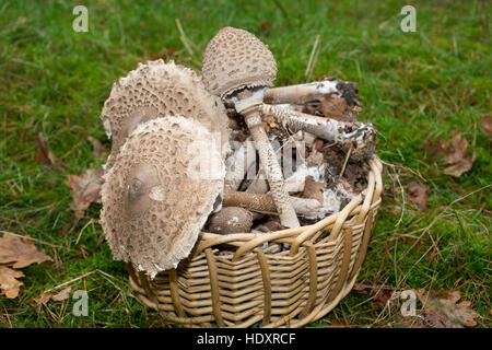 Sonnenschirm, Parasolpilz, Riesenschirmling, Riesen-Schirmling, Riesenschirmpilz, Pilzernte, Pilze im Korb, Macrolepiota Procera, Lepiota Procera, Sonnenschirm Stockfoto