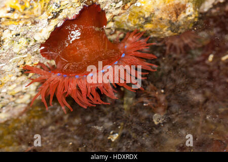 Pferdeaktinie, Pferdesport-Aktinie, Aktinie, Purpurrose, Actinia Equina, Seeanemone, See-Anemone, Meer-Anemon Mikrokügelchen Anemone, Seeanemone, Mikrokügelchen-Anemone Stockfoto