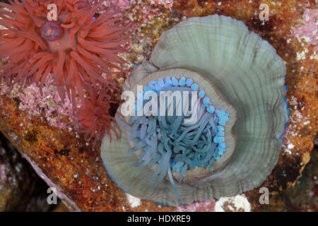 Pferdeaktinie, Gegenspieler Farbvarianten, Pferdesport-Aktinie, Aktinie, Purpurrose, Actinia Equina, Seeanemone, See-Anemone, Anemone Mikrokügelchen, Seeanemone, Stockfoto