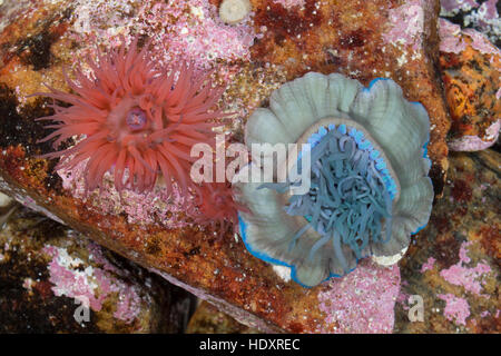 Pferdeaktinie, Gegenspieler Farbvarianten, Pferdesport-Aktinie, Aktinie, Purpurrose, Actinia Equina, Seeanemone, See-Anemone, Anemone Mikrokügelchen, Seeanemone, Stockfoto