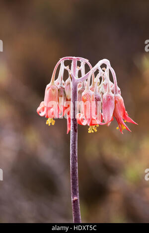 Die Schweine-Ohr oder Runde Leaved Nabel Würze (Cotyledon Orbiculata) eine Sukkulente, die Karoo, Südafrika Stockfoto