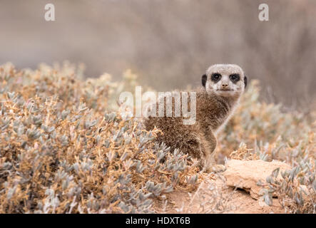 Ein Erdmännchen (Suricata Suricatta), schaut in die Kamera, Oudsthoorn, die Karoo, Südafrika Stockfoto