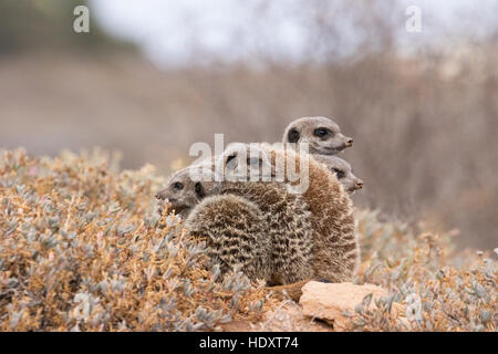 Erdmännchen - Suricata Suricatta - kauern am Eingang in die Höhle in der Morgendämmerung, Oudsthoorn, der Karoo, Südafrika Stockfoto