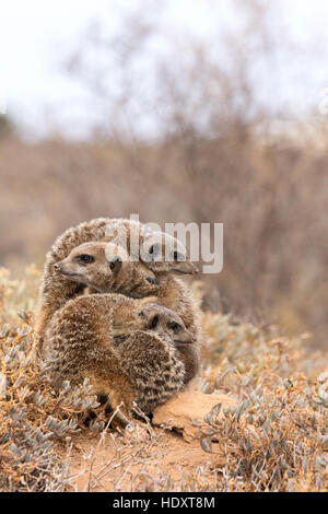 Eine Gruppe von wilden Erdmännchen (Suricata Suricatta) in ein Wirrwarr an ihre Burrow, Oudtshoorn, die Karoo, Südafrika Stockfoto