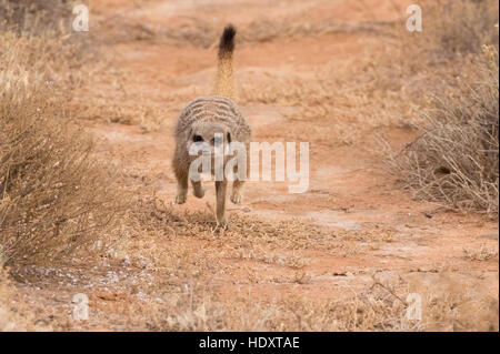 Wilde adult Erdmännchen (Suricata Suricatta) ausgeführt, die Karoo, Südafrika Stockfoto
