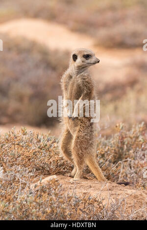 Eine wilde Erdmännchen (Suricata Suricatta) Ausschau, Oudsthoorn, der Karoo, Südafrika Stockfoto