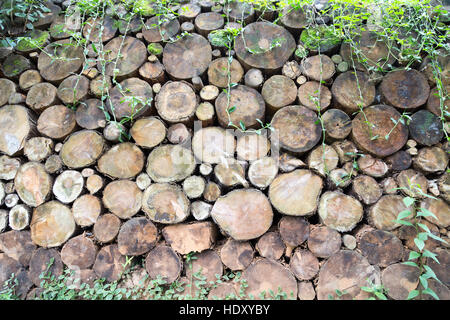 Holz, rustikale, natürliche Textur Hintergrund, viele Protokolle von großen und kleinen Baum geschnitten Stockfoto