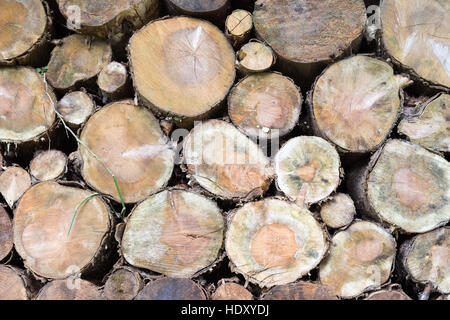 Holz, rustikale, natürliche Textur Hintergrund, viele Protokolle Heimfahrt von großen und kleinen Baum Stockfoto