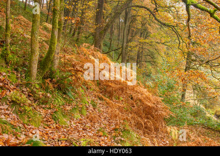 Ansicht der Traubeneiche (Quercus Petraea) Wald im Herbst. Powys, Wales. Oktober. Stockfoto