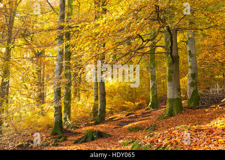 Buche (Fagus Sylvatica) Wald im Herbst. Powys, Wales. November. Stockfoto