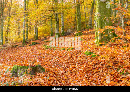 Buche (Fagus Sylvatica) Wald im Herbst. Powys, Wales. November. Stockfoto