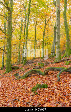 Buche (Fagus Sylvatica) Wald im Herbst. Powys, Wales. November. Stockfoto