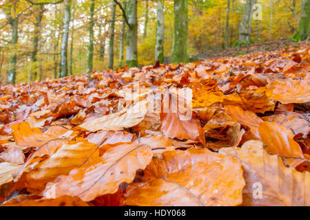 Gefallene Blätter der Buche (Fagus Sylvatica) auf einem Waldboden im Herbst. Powys, Wales. November. Stockfoto