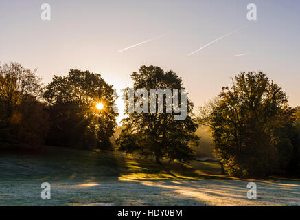 Am frühen Morgen Sonnenaufgang eingefangen durch Bäume auf Hampstead Heath, London, UK Stockfoto