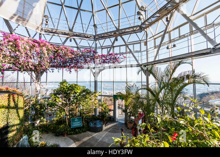 Innenraum der Nunobiki herb garden Gewächshaus, an Rokko Mountains, Kobe, Japan. Blick auf Gehweg durch Sträucher und Bäume zum hinteren Eingang der Kuppel. Stockfoto