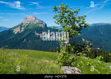 Durchgang des Pravouta, Saint-Pierre de Chartreuse, Isere, Frankreich Stockfoto