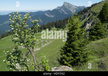 Durchgang des Pravouta, Saint-Pierre de Chartreuse, Isere, Frankreich Stockfoto