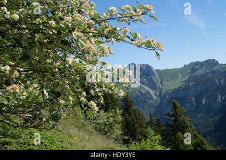 Durchgang des Pravouta, Saint-Pierre de Chartreuse, Isere, Frankreich Stockfoto