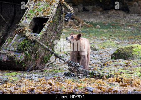 Ein Jugendlicher Grizzlybär aka "North American Braunbär" ernähren sich von Muscheln. Stockfoto