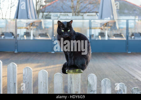 Eine schwarze Katze mit leuchtenden Augen sitzen auf einem hölzernen weiß gewaschen Lattenzaun vor eine überdachte Terrasse in Whitstable, Kent, UK. Stockfoto