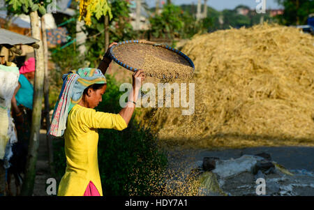 NEPAL, Terai, Sauraha, dem Terai ist die Kornkammer der Reis-Anbau, Ernte, Frau Worfeln Paddy, die Spreu vom Korn zu trennen / NEPAL, Terai, Sauraha, Das Terai ist die Kornkammer Nepals, Reisernte, Frau Trennt sterben dort Vom Reiskorn Stockfoto
