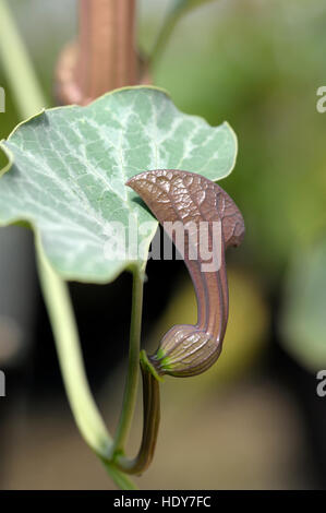 Aristolochia Chilensis Blüte Stockfoto