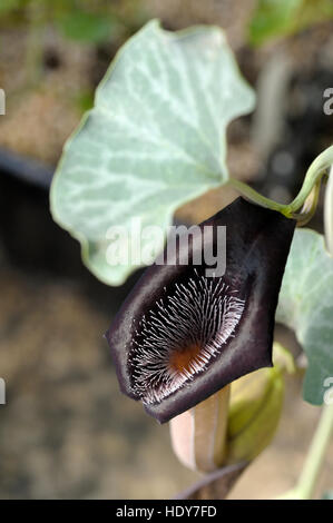 Aristolochia Chilensis Blüte Stockfoto