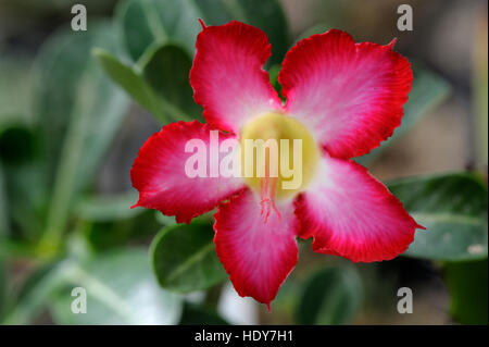 Adenium Multiflorum in Blüte Stockfoto