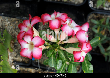 Adenium Multiflorum in Blüte Stockfoto