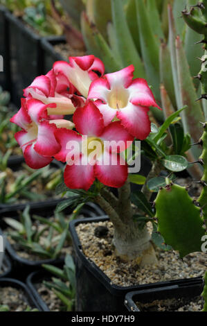 Adenium Multiflorum in Blüte Stockfoto