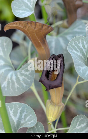 Aristolochia Chilensis Blüte Stockfoto