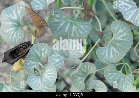 Aristolochia Chilensis Blüte Stockfoto