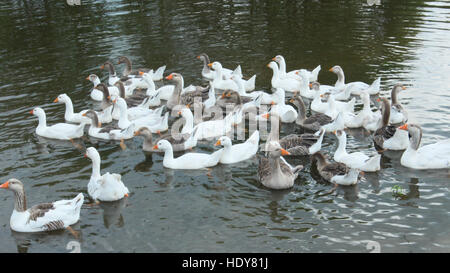 Flug der weiße Gänse schwimmen auf dem Wasser Stockfoto